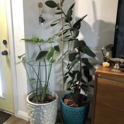 Two Tall Already Potted Houseplants. Large Rubber Plant and Alocasia Plants! 