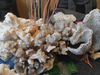 Real Coral Pieces