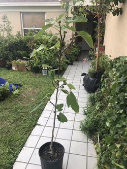 Fig tree with fig.