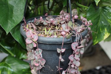 Pink variegated string of hearts