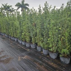 podocarpus  over 6 to 7 feet tall Instant Privacy Hedge For Fence Green Full 