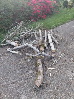 Free fire wood