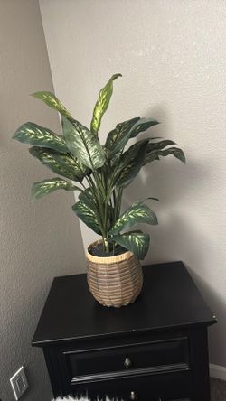Pot flower