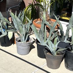 Agave Plants