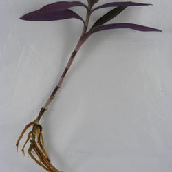 Wandering Jew (Tradescantia pallida) (INDOORS & OUTDOORS) 2 Live Plant With Roots