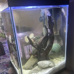 Fish Tank Complete Setup 