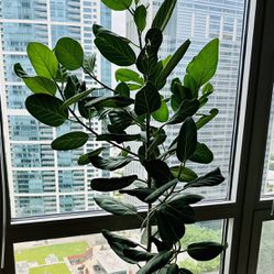 Plant (Ficus Audrey)
