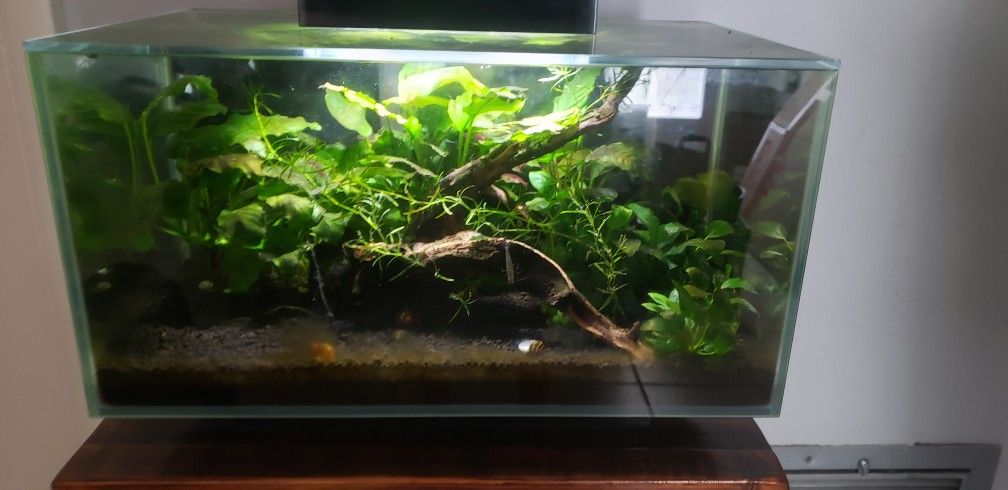 Fluval Edge 6 Gallon Tank