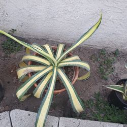 Americana Agave In A Terra Cotta Ceramic Pot