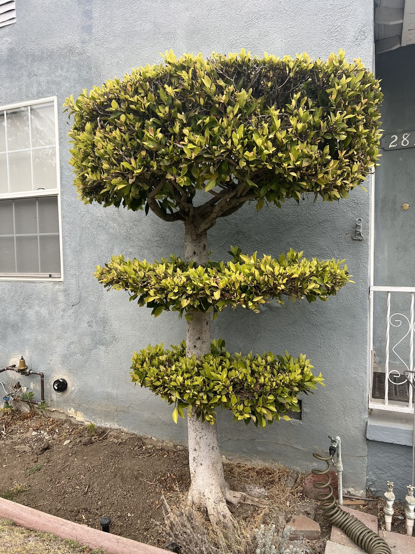 FREE Ficus Topiary (3)
