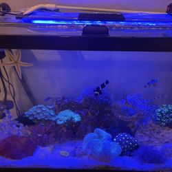 30 gallon Saltwater Tank