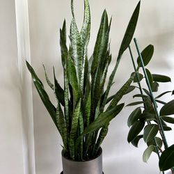 Snake Plant 50” Tall