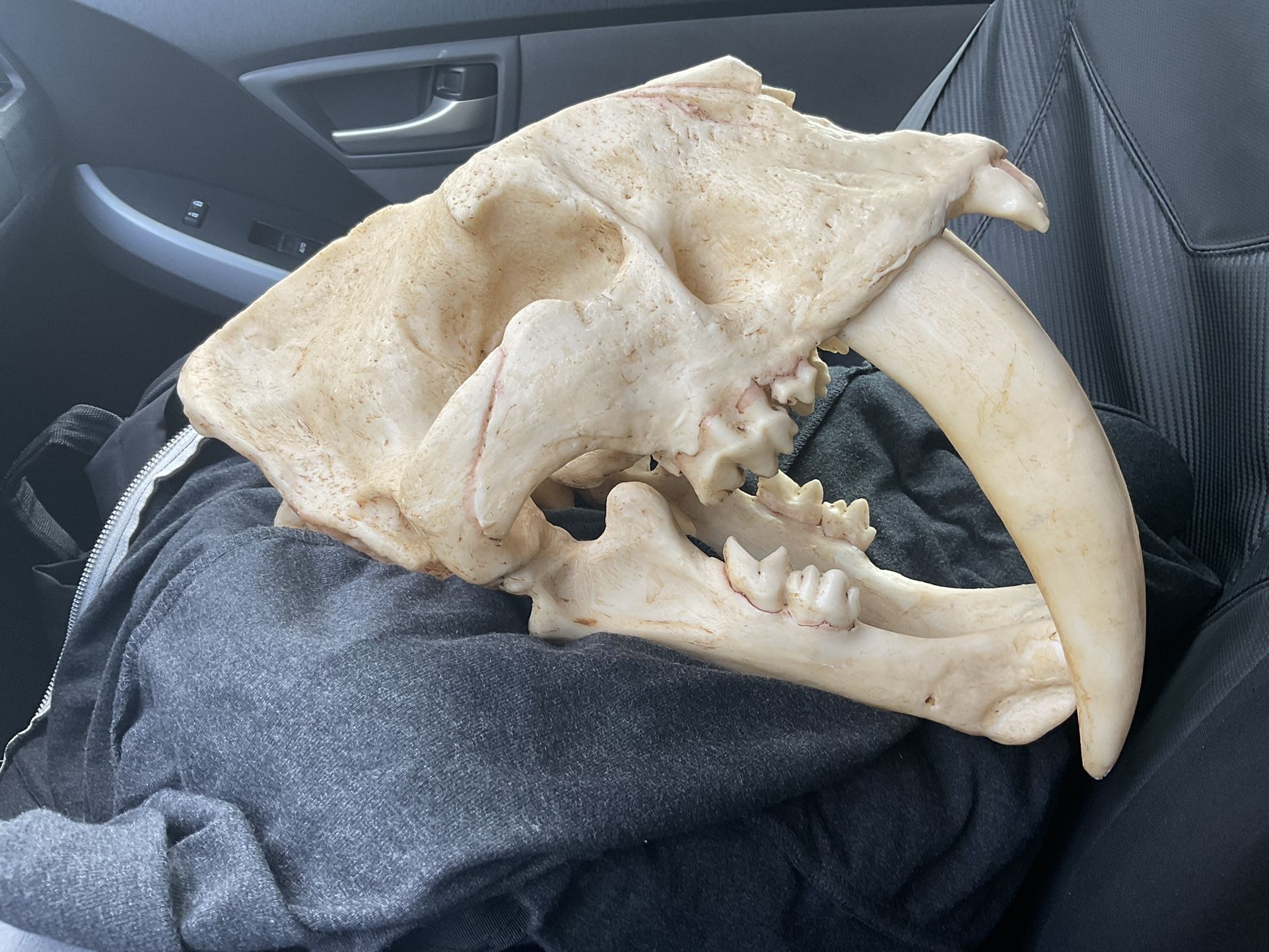 Sabertooth Skull