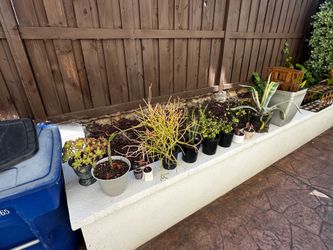 Plants