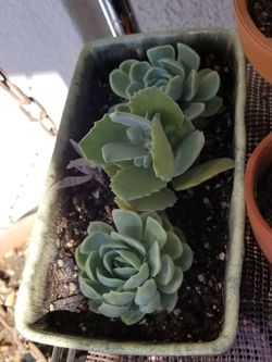 Fuzzy kalanchoe and echeverria succulents