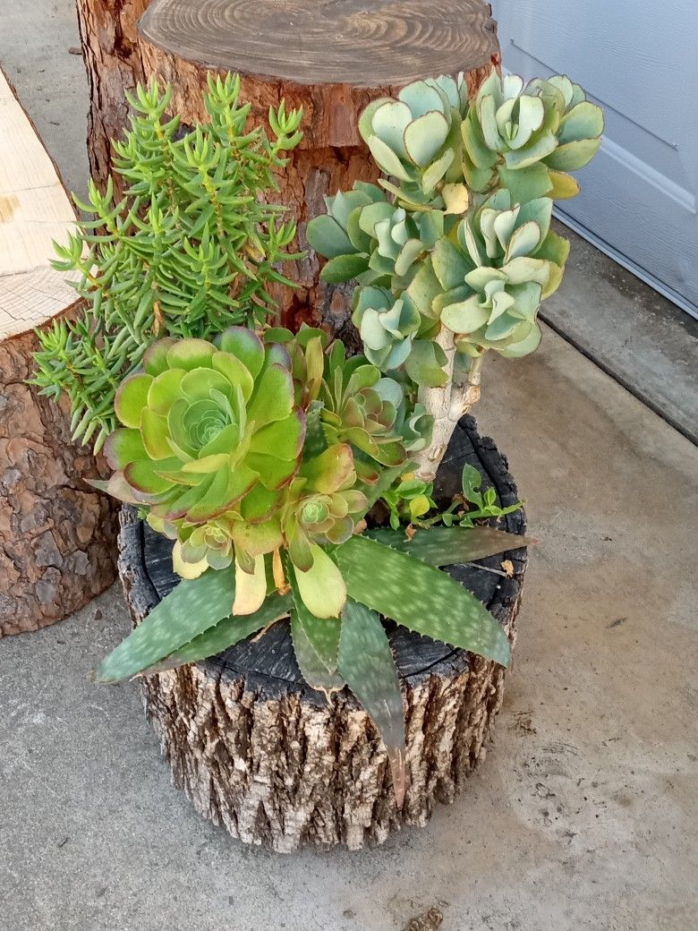 Log Planter With Succulents