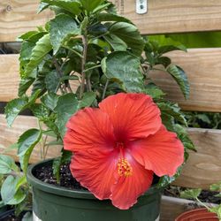 Hiwiann Hibiscus 