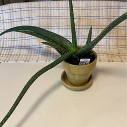 Happy Healthy Aloe Plant In Attractive Ceramic Pot With Saucer 