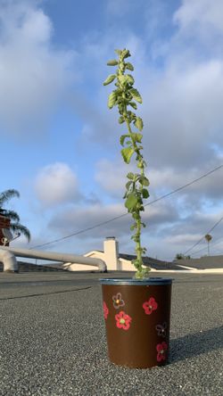 Cuban Oregano (Plectranthus tomentosa)