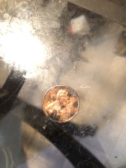 $10K (Penny) Small Date 1982