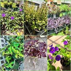 Plants, Plants, and More Plants