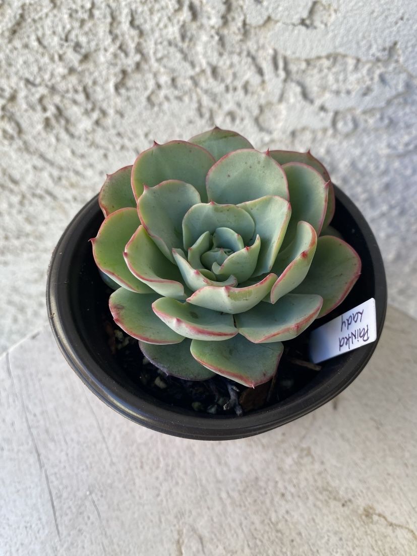 4 Inch Pot - Succulent Plant - Echeveria Painted Lady - Echeveria Derenbergii - Rooted & Established Plant - Drought Resistant - 🪴
