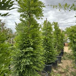 Wisteria vine plant 15gal $65