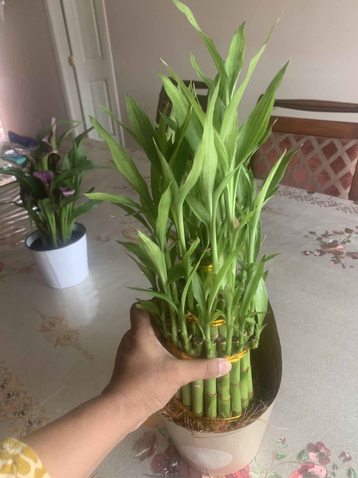 Lucky Bamboo 35 Plant Fountain 3 Tier