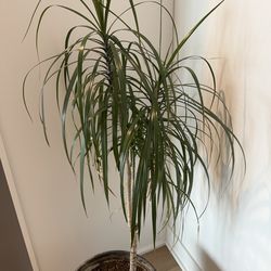 Dracaena Marginata (Dragon Tree)