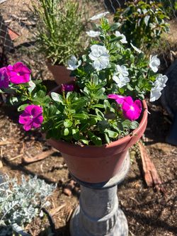 Vinca plant