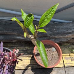 Plantas