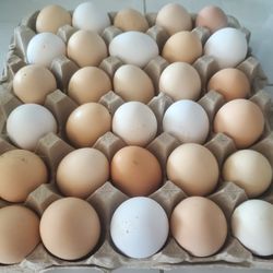 Chicken Eggs