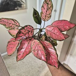 Pink Aglaonema