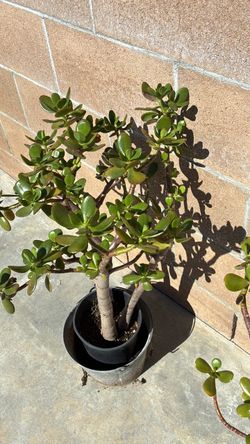 Plant