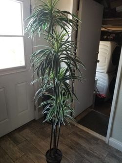 artificial Dracaena Tree 5.67ft