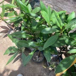 Plumerias  Yellow White Blooms $5 To $10