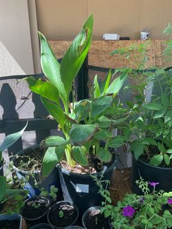 Yellow canna Lily plant