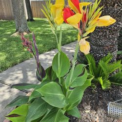 CLEOPATRA CANNA LILY