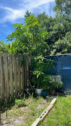 Mango Tree : Read Discription!!!!
