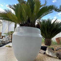 Beautiful Resort Style Sago Palm Tree Plant In Large Planter 