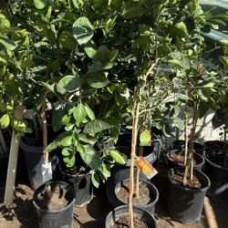 Navel Orange 🍊Trees 4 1/2 The Tall $55 Each Price Firm 