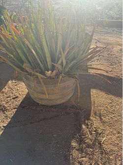 Wine barrel planters with fruit trees