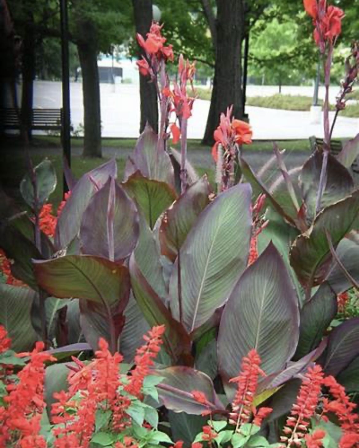 Canna Plants