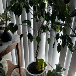 Plants For Sale 