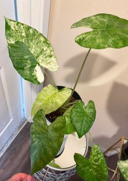 Variegated Alocasia