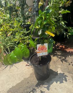 Healthy Young Grapefruit Tree - Citrus Paradisi - Ready to Fruit! Beautiful, vigorous potted grapefruit plant in excellent condition. Perfec