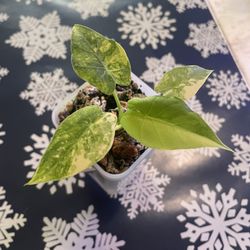 2in Alocasia Gageana Aurea “California Sprouted Corms 