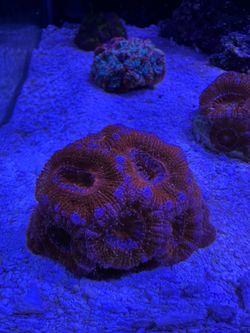 Acan coral favia for sale new home