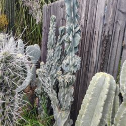 Cactus Plant