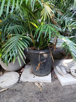Palm